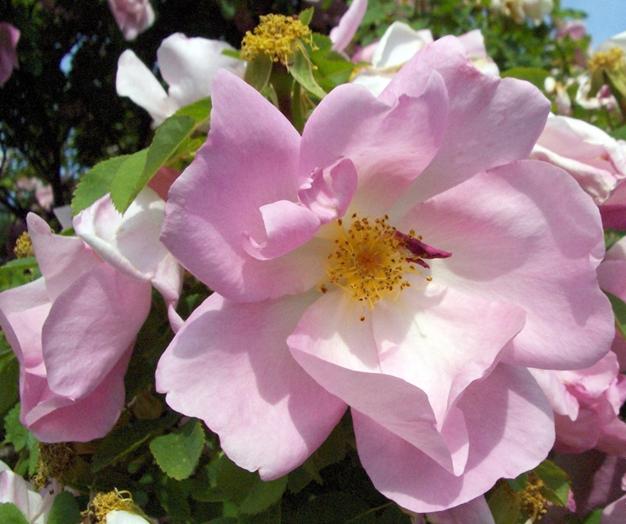 Pink Eglantine Flower 
